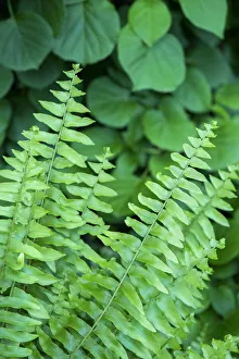 Images Dated 3rd September 2019: Boston fern, USA