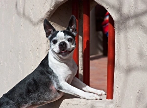 A Boston Terrier posing in front of a small window with red bars