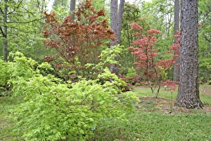 Mark Gibson Prints: Botanical Gardens Mobile Alabama