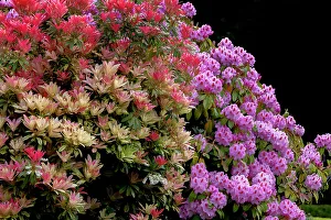 Pacific Coast Prints: Botanical gardens at Shore Acres State Park near Coos Bay, Oregon, USA