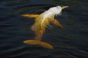 Images Dated 3rd August 2007: Boto, or Amazon River Dolphin (Inia geoffrensis) WILD, Rio Negro, Brazil