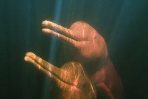 Boutu Prints: Boto, or Amazon River Dolphin (Inia geoffrensis) WILD, Rio Negro, BRAZIL
