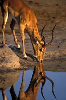 Mirrored Prints: Botswana, Chobe National Park, Bull Impala (Aepyceros melampus) is reflected while