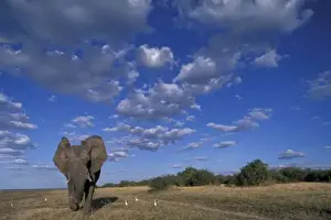 Eco Tourism Prints: Botswana, Chobe National Park, Charging Elephant (Loxodonta africana) along banks