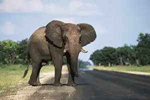 Colour Image Prints: Botswana, Chobe National Park, Elephant calf crossing highway