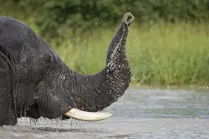 Images Dated 20th January 2008: Botswana, Chobe National Park. Elephant (Loxodonta africana) playing and splashing
