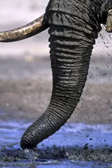 Eco Tourism Prints: Botswana, Chobe National Park, Detail of Elephants trunk (Loxodonta africana)