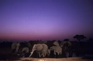Dry Season Prints: Botswana, Chobe National Park, Flash image of Elephant herd (Loxodonta africana)