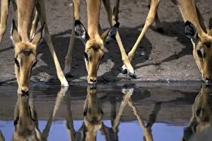 Botswana, Chobe National Park, Impala herd (Aepyceros melampus) drinking from water