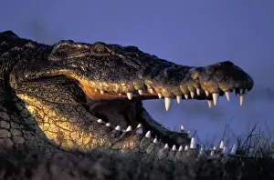 Images Dated 2nd November 2011: Botswana, Chobe National Park, Nile Crocodile (Crocodylus niloticus) lies along