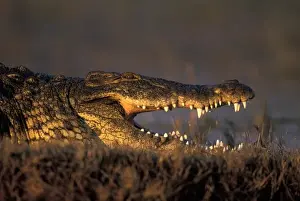 Fang Prints: Botswana, Chobe National Park, Nile Crocodile (Crocodylus niloticus) lies along