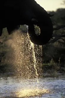Thirst Prints: Botswana, Chobe National Park, Setting sun lights Elephant (Loxodonta africana) drinking