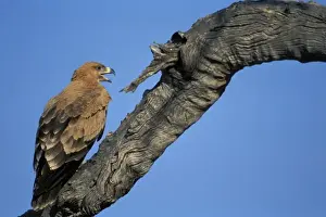 Bird Life Prints: Botswana, Chobe National Park, Tawny Eagle (Aquila rapax) lands in tree branch above
