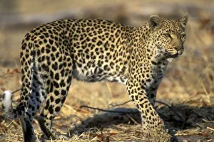 Predatory Prints: Botswana, Moremi