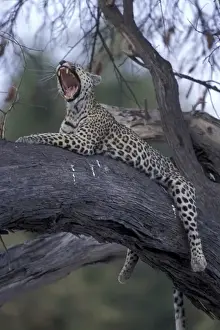 Predatory Prints: Botswana, Moremi Game Reserve, Adult Female Leopard (Panthera pardus) yawns while