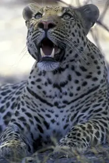 Predatory Prints: Botswana, Moremi Game Reserve, Adult Male Leopard (Panthera pardus) rests in shade