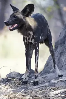 Animal Behavior Prints: Botswana, Moremi Game Reserve, African Wild Dogs (Lycaon pictus) rest during heat