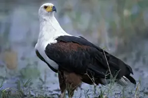 Bird Life Prints: Botswana, Moremi Game Reserve, Fish Eagle (Halieaeetus vocifer) stands along banks