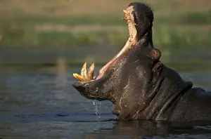 Botswana, Moremi Game Reserve, Hippopotamus (Hippopotamus amphibius) yawning threat