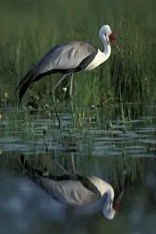 Botswana, Moremi Game Reserve, Wattled Crane (Bugeranus carunculatis) in pool along