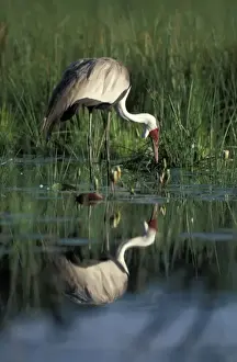 Grace Prints: Botswana, Moremi Game Reserve, Wattled Crane (Bugeranus carunculatis) in pool along