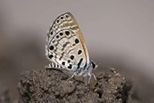 Images Dated 5th January 2008: Botswana, Nxai Pan National Park. Butterfly sitting on damp earth during rainy season