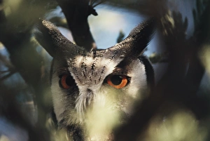 Looking At Camera Prints: Botswana, Spotted Eagle Owl (Bubo africanus), Close-up
