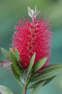 Bush Prints: Bottlebrush, Callistemon, South Padre Island, Texas