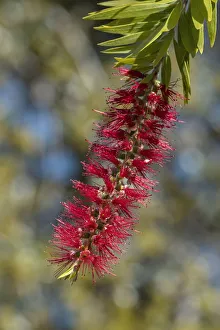 Prints of Bottlebrush flower Images Dated 2021 February: Bottlebrush flower