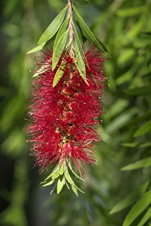 Bottlebrush flower