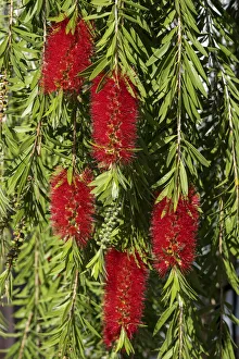 Prints of Bottlebrush flowers Images Dated 2021 February: Bottlebrush flowers