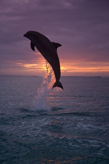 Images Dated 13th May 2005: Bottlenose Dolphins (Tursiops truncatus) Caribbean Sea near Roatan, Honduras