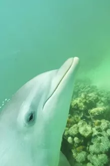 Images Dated 29th April 2004: Bottlenose Dolphins (Tursiops truncatus) Caribbean Sea