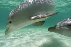 Images Dated 10th May 2005: Bottlenose Dolphins (Tursiops truncatus) Carribean Sea near Roatan, Honduras