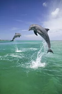 Images Dated 29th April 2004: Bottlenose Dolphins (Tursiops truncatus) Caribbean Sea, Honduras