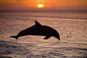 Images Dated 10th May 2005: Bottlenose Dolphins (Tursiops truncatus) Caribbean Sea near Roatan, Honduras