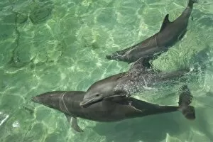 Images Dated 9th May 2005: Bottlenose Dolphins (Tursiops truncatus) Caribbean Sea near Roatan, Honduras