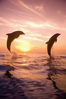 Images Dated 8th May 2005: Bottlenose Dolphins (Tursiops truncatus) Caribbean Sea near Roatan, Honduras