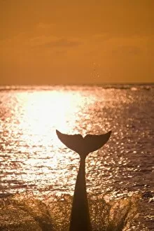 Images Dated 8th May 2005: Bottlenose Dolphins (Tursiops truncatus) Caribbean Sea near Roatan, Honduras