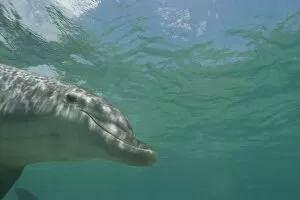 Images Dated 8th May 2005: Bottlenose Dolphins (Tursiops truncatus) Caribbean Sea near Roatan, Honduras
