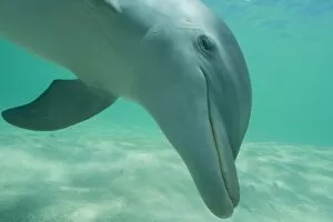 Images Dated 10th May 2005: Bottlenose Dolphins (Tursiops truncatus) Carribean Sea near Roatan, Honduras