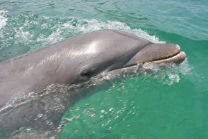 Images Dated 11th May 2005: Bottlenose Dolphins (Tursiops truncatus) Caribbean Sea near Roatan, Honduras