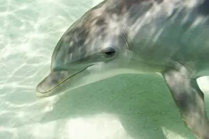 Images Dated 10th May 2005: Bottlenose Dolphins (Tursiops truncatus) Caribbean Sea near Roatan, Honduras (RF)