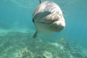 Images Dated 8th May 2005: Bottlenose Dolphins (Tursiops truncatus) Caribbean Sea near Roatan, Honduras (RF)