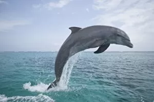 Images Dated 13th May 2005: Bottlenose Dolphins (Tursiops truncatus) Caribbean Sea (RF)