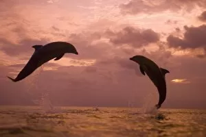 Images Dated 12th May 2005: Bottlenose Dolphins (Tursiops truncatus) Caribbean Sea near Roatan, Honduras (RF)