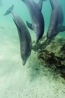 Images Dated 30th April 2004: Bottlenose Dolphins (Tursiops truncatus) Caribbean Sea (RF)