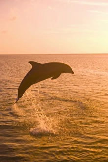 Images Dated 8th May 2005: Bottlenose Dolphins (Tursiops truncatus) Caribbean Sea near Roatan, Honduras