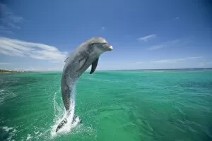 Images Dated 10th May 2005: Bottlenose Dolphins (Tursiops truncatus) Carribean Sea near Roatan, Honduras (RF)