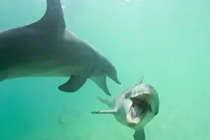 Bottlenose Dolphins (Tursiops truncatus) Caribbean Sea, Honduras